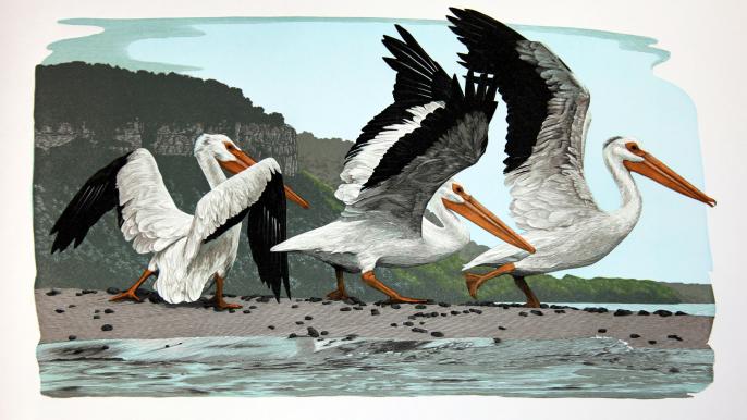 Schanilec_Pelecanus erythrorhynchos